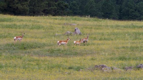 Pronghorn Grazing Peacefully in a Green Meadow