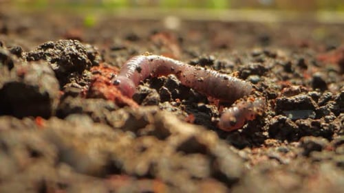 Earthworm Crawling Through Soil in Close Up Shot