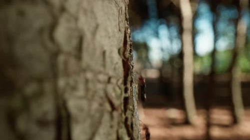 Ants Walk on a Tree Trunk