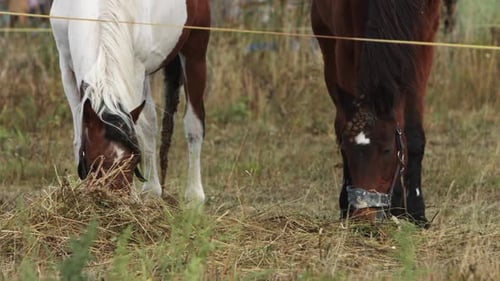 Horses Grazing in Sunlit Field Embodying Serene Rural Scene of Calm and Freedom