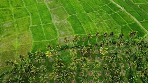 Lush Green Rice Fields