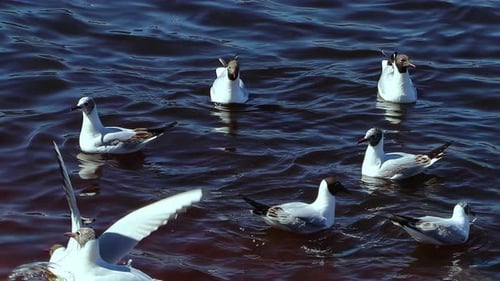 Seagull Swims In Sea