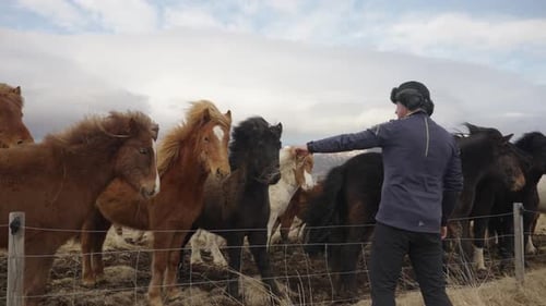 Tourist feed colorful herd of Icelandic horses during windy day, Iceland