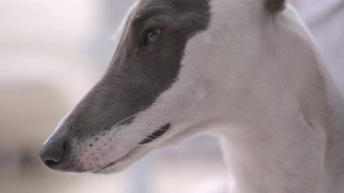 Whippet Dog im Sonnenlicht am Nachmittag