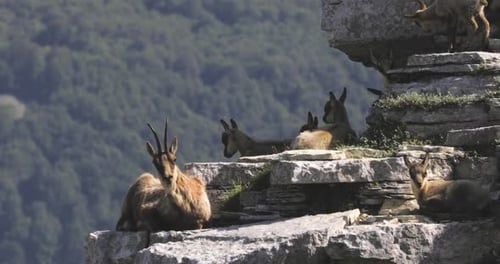 Des chamois sauvages au sommet de la montagne. Rupicapra pyrenaica ornata