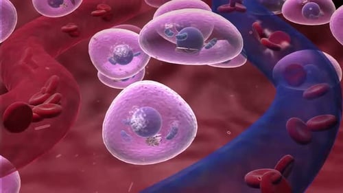 3D Animation of Human Cells and Blood Flow in Vessels