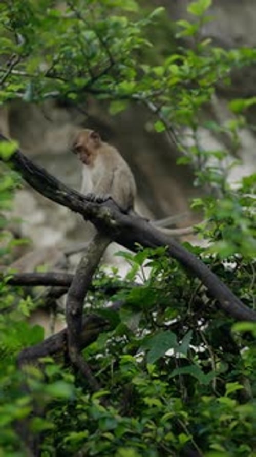 Un singe curieux perché sur une épaisse branche d'arbre partiellement masquée par un feuillage vert luxuriant dans un