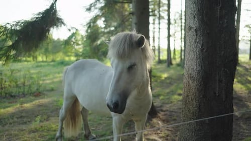 um cavalo branco na floresta