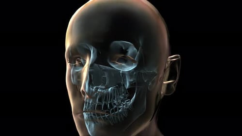3D Human Head with Transparent Skull Rotating Animation