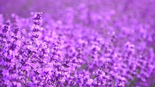Purple Lavender Field Blooms in the Sunlight