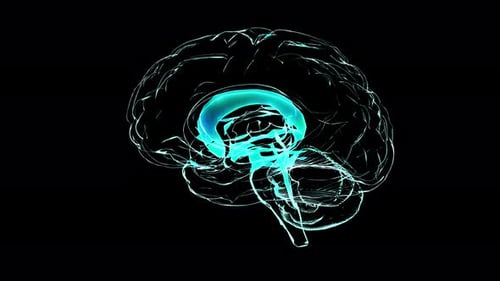 Brain Emerging From A Complex Network 3d Animation Loop