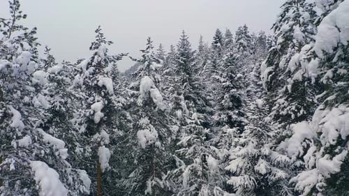 Beautiful snow scene forest in winter. Flying over of pine trees covered with snow.