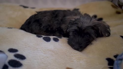 Detailed view of cute puppy dog lying down on adorable cosy doggy pillow while looking into camera a