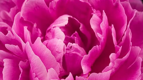 Vibrant Pink Flower Petals in Extreme Close Up