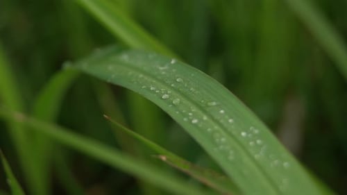 Grashintergrund mit Wassertropfen.