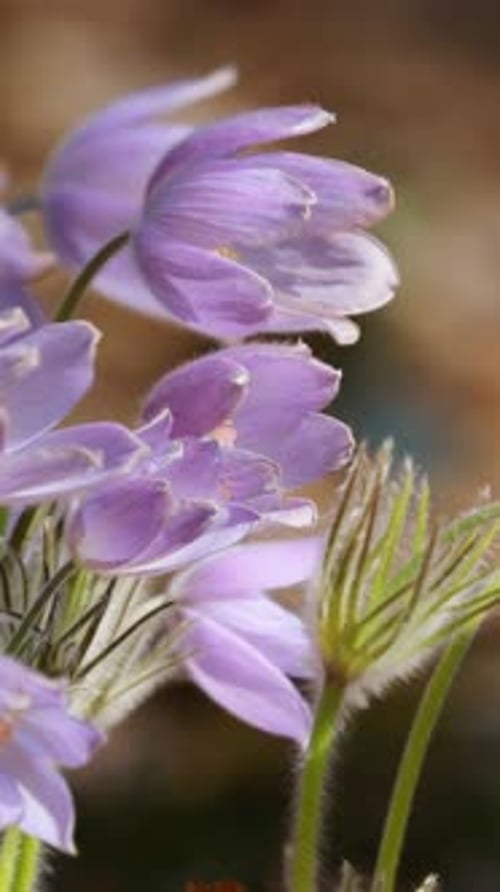 Belarus Beautiful Wild Spring Flowers