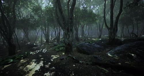 Mysterious Forest Filled with Lush Greenery and Soft Morning Light