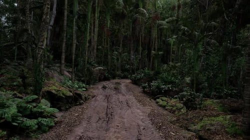 Exploring a Muddy Trail Through a Lush Tropical Forest at Dawn