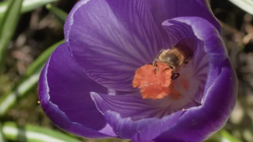 A Honey Bee with Pollen on Its Hind Legs Pollinates a Purple Crocus Flower