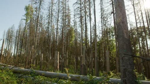 Dead dry spruce forest hit by bark beetle in Czech countryside with damaged fell down trunks