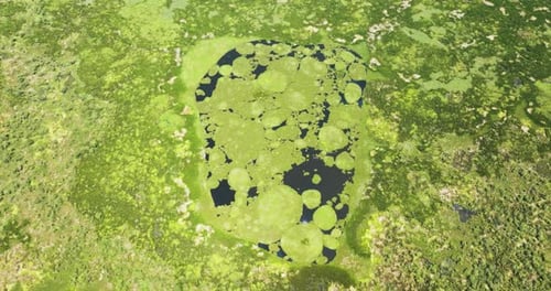 Sumpfwald und Marschland auf den Philippinen