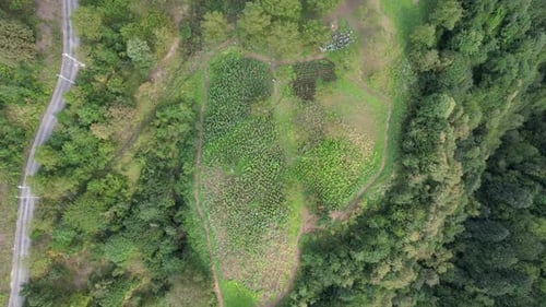 Terra agrícola na floresta