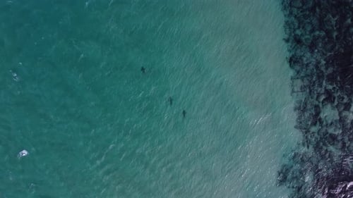 Aerial view above sharks diving in shallow, turquoise water - Birds eye, drone shot