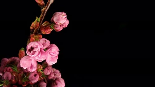 Blooming Pink Flowers on a Branch on Black