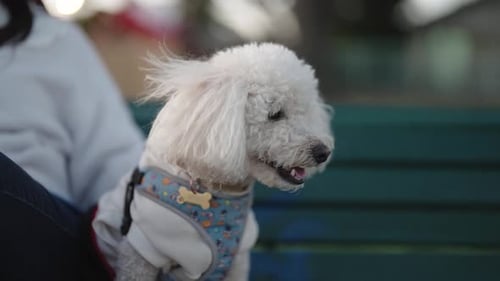 Happy White Dog Running on Leash in Urban Park at Sunset