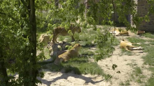 Ligers The Hybrid Offspring Of A Male Lion And A Tigress In Zoo Nature Park. - Static Shot