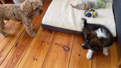 Dogs Playing Together in Home Interior