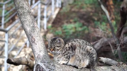 Gray Tabby Cat Resting Peacefully on Tree Branch