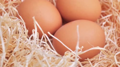 Organic Fresh White Egg and Brown Egg on Straw