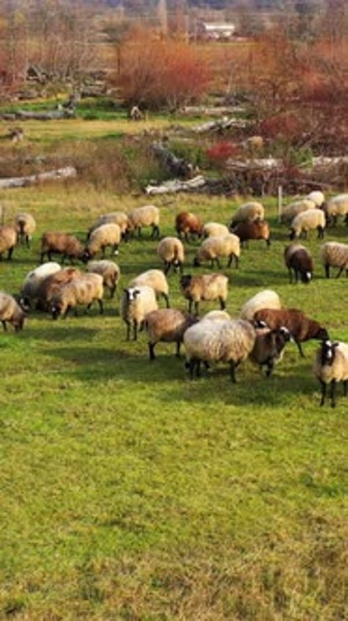 Flock of sheep on pasture. Herding farm animals in early spring. Sheep grazing in countryside.