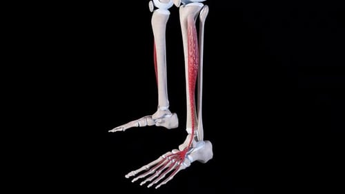 Human Leg and Foot Muscle Anatomy 3D Animation