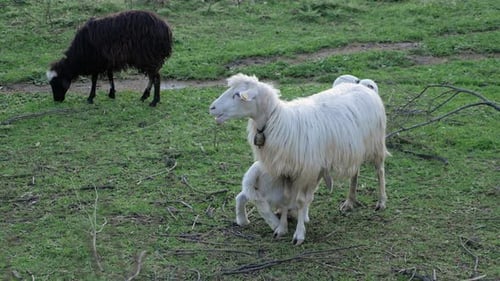 Zeitlupenaufnahme von Mutterschafen (Mutterschafen), die hungriges Lamm auf grüner Weide auf Sardinien, Italien, füttert