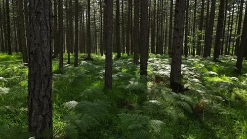 Moving in Spring Forest with Sunshine