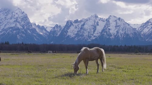 Wild Horse on a Green Grass Field with American Mountain Landscape in Background