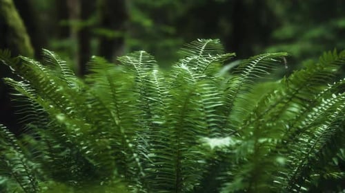 Farnbüsche, die im gemäßigten Regenwald wachsen