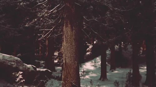 Snow Covered Forest with Tall Trees and Rocky Terrain During Winter Season