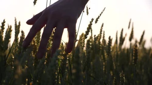 Young Woman Walking Through the Barley Field and Gently Touching Ripening Ears of Crop Female Hand