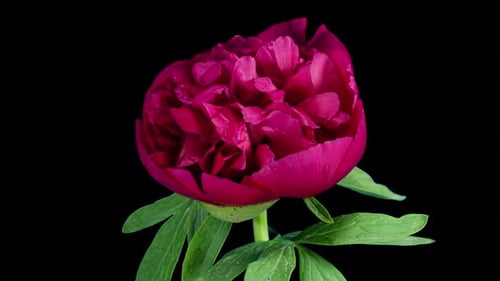 Red Peony Open Flower in Time Lapse on a Black Background. Wedding Concept. Side View on Pink Flower