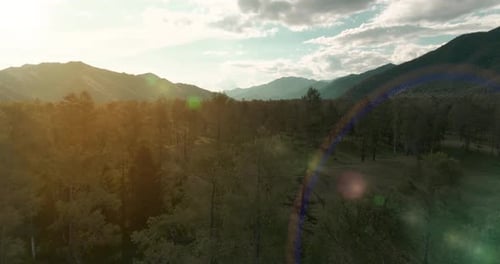 Aerial View Low Flight Above Evergreen Pine Tree Landscape with Endless Mountain Forest at Sunny