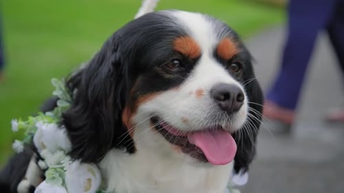 Dog in Flower Crown at an Outdoor Wedding