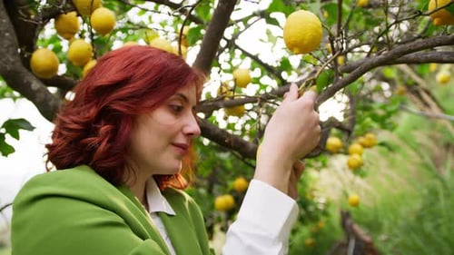 Girl in Green Jacket Picking Some Lemon Fruit From the Tree