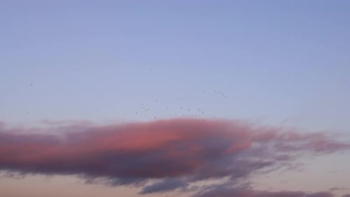 Perfect view of orange clouds, blue sky and a flock of flying birds , Dundalk, Ireland