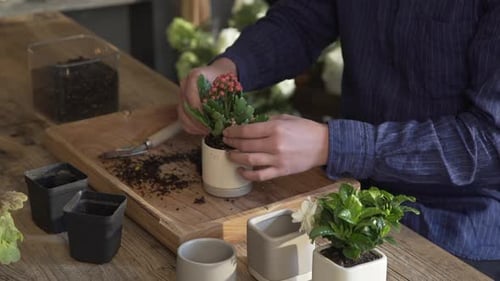 Houseplant Potting on Wooden Table Indoors
