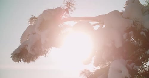 The green pine tree covered with snow on a winter day. Cinematic close-up aerial of a conifer tree.