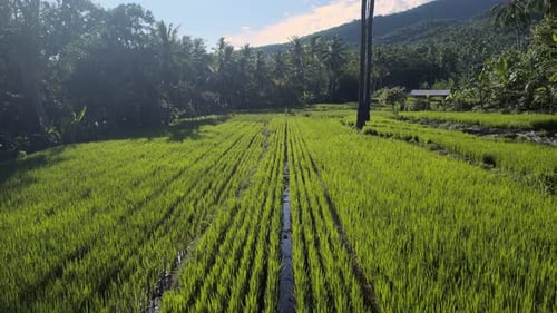 Aerial drone footage flying low over vibrant green rice fields in a rural village.