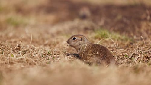 Esquilos fofinhos engraçados cuidando de seus próprios negócios perto da toca Little Ground Squirrel Little Suslik